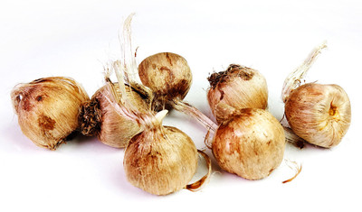 Green World SAFFRON BULB / KESAR / ZAFRAN / CROCUS CORM (2 BULBS ) Seed(2 per packet)
