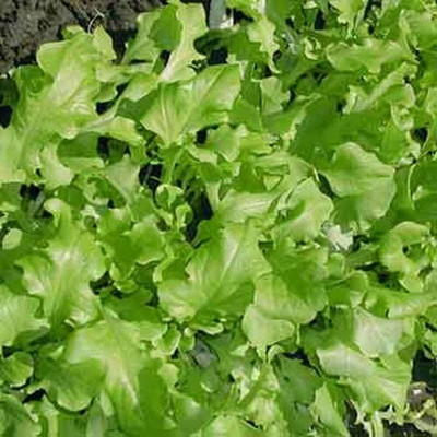 KNESSiN Green Leaf Lettuce Seed(200 per packet)