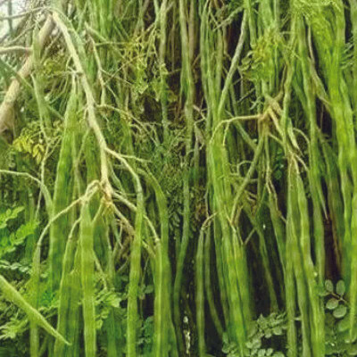 Aywal Drumstick Moringa Vegetable Seed(10 per packet)