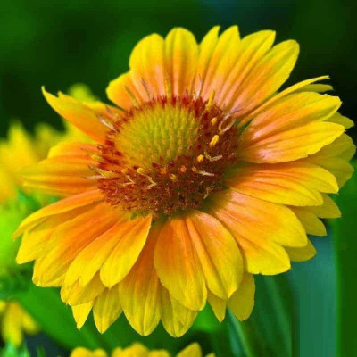 Avysa Gaillardia Arizona Apricot Seed(50 per packet)