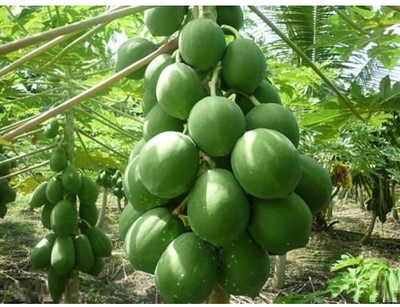 KNESSiN Red Lady Papaya Huge Production Hybrid Fruit[100 Seeds] Seed(100 per packet)