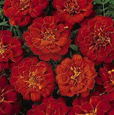 Aywal Calendula yellow Seed(90 per packet)