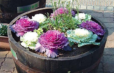 CYBEXIS Ornamental Cabbage Seeds Round & Fringed LEAVED Flowering Kale, Stunning Colors Seed(1 g)