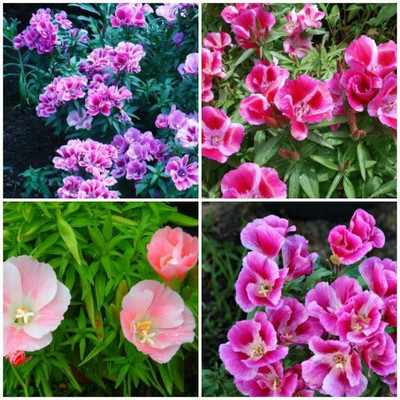 Lorvox Clarkia Elegance Double mixed flower Seed(120 per packet)