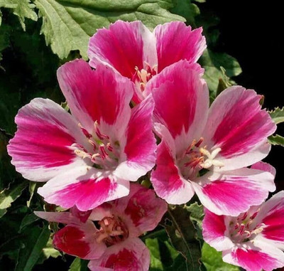 Lorvox Elegant Clarkia Flower Seed(110 per packet)