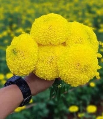 Lorvox Marigold Flower Seeds for Home Gardening Seed(1000 per packet)