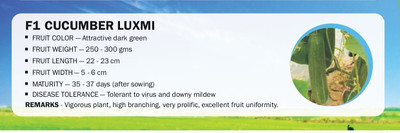 VibeX F1 CUCUMBER LUXMI(500 Seeds) Seed(500 per packet)