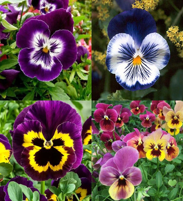 ibains Pansy flower seeds biij 26 Seed(26 per packet)