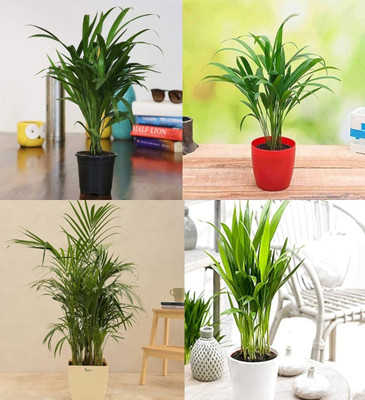 ibains Areca palm plant seeds beez 24 Seed(24 per packet)
