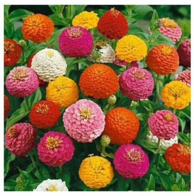 UGRA Zinnia Double Mixed Seed(15 per packet)