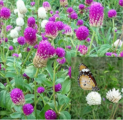Lorvox Gomphrena Choice Mix Seed(110 per packet)