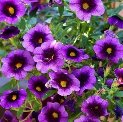 Qualtivate VVI-389 Petunia F1 Seeds(Purple) Seed(50 per packet)