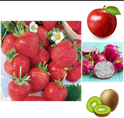 Oliver apple,litchi,kiwi,dragon fruit seeds Seed(199 per packet)