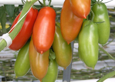 ActrovaX Tomato - San Marzano - - Lycopersicon esculentum [2000 Seeds] Seed(2000 per packet)