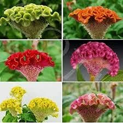 Epazo Cockscomb Seed(70 per packet)