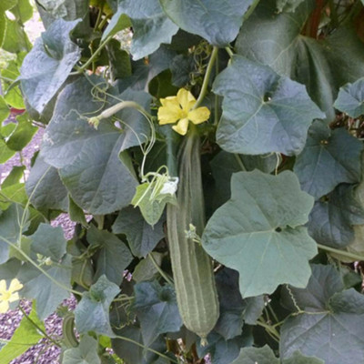 SeeGreen hybrid ridge Gourd Seeds 5 pcs per packet Seed(5 per packet)