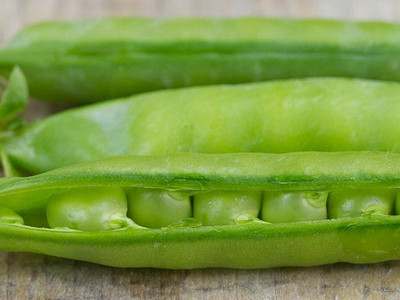 Quentova Super Sweet Peas Matar-XLR-11B Seed(15 per packet)