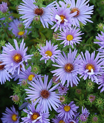 CYBEXIS Aster, Raydon's Favorite100 Seeds Seed(100 per packet)