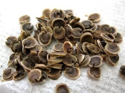 MAA Holly Hock Seed(10 per packet)