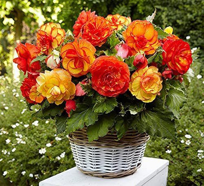 CYBEXIS XLR-91 - Begonia Large-Flowered Mix - Organic - (270 Seeds) Seed(270 per packet)