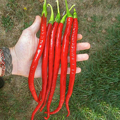 BDSresolve red chilli seeds hybrid/chlli seed 39 Seed(39 per packet)