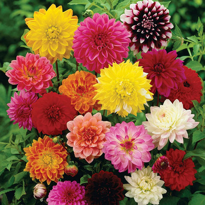 CYBEXIS GUA-49 - Mixed Color Dahlia Non-GMO Fresh - (540 Seeds) Seed(540 per packet)