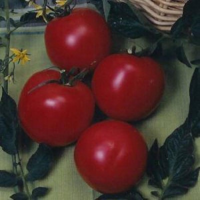 Jevik Abe-Lincoln-Tomato Seed(195 per packet)