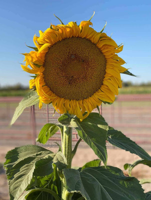 BSARKAR Hybrid giant sunflower seed Seed(20 per packet)