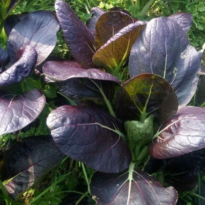CYBEXIS Red Baby Pak Choi Seeds2000 Seeds Seed(2000 per packet)