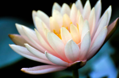 Prizex lotus,kamal gatta Seed(11 per packet)