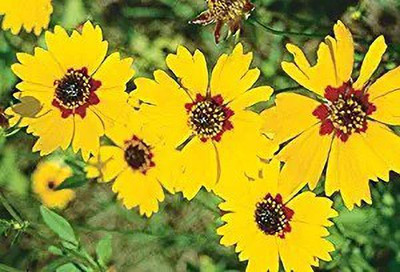 MAA Coreopsis Seed(10 per packet)