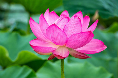 Around Creation lotus,kamal gatta Seed(15 per packet)