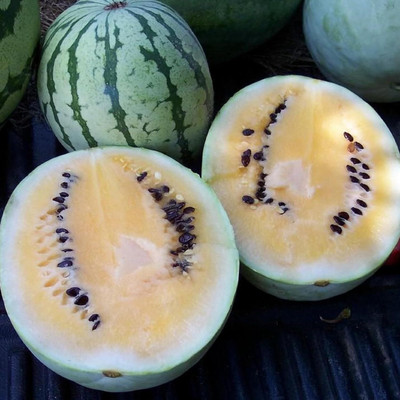 KNESSiN Non GMO Desert King Watermelon Fruit Seeds For Planting-(50 Seeds) Seed(50 per packet)