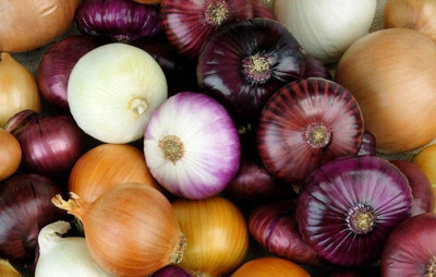 CYBEXIS XL-12 - Onion Rainbow Mix Neutral - (4500 Seeds) Seed(4500 per packet)