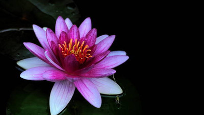 Pihu lotus,kamal gatta Seed(15 per packet)