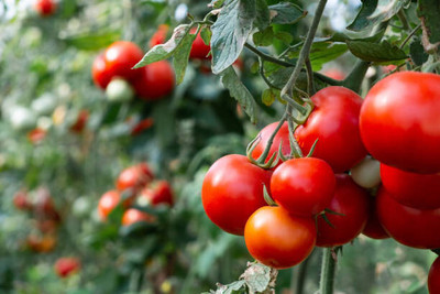 Cloud Farm tomato Seed(80 per packet)