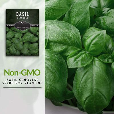 CYBEXIS LX-13 - Sweet Large Leaf Basil - (4500 Seeds) Seed(4500 per packet)