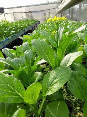 CYBEXIS XL-97 - Choy Sum Mustard - (750 Seeds) Seed(750 per packet)