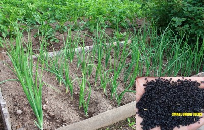 KNESSiN Seeds of High Yield Shallots Hybrid Small Onion Seed(300 per packet)