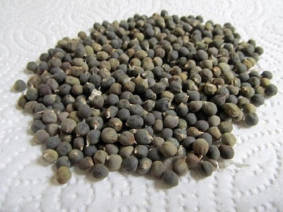 ashokavanam Okra Seed(50 per packet)