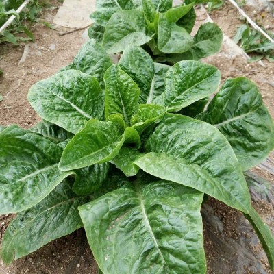 CYBEXIS Good Germination Romaine Lettuce Seeds4000 Seeds Seed(4000 per packet)