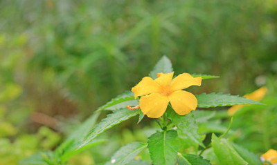 Aaradhyapriyal kanakambaram-firecracker-crossandra Seed(90 per packet)