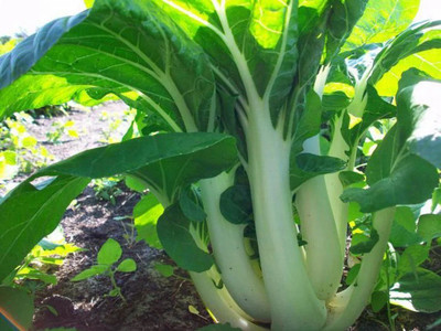 Quentova Chinese Cabbage Seeds Pak Choi - vegetables-GBPUT-3P Seed(250 per packet)