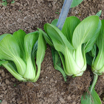 CYBEXIS Hybrid Spinach seeds rich in vitamins2000 Seeds Seed(2000 per packet)