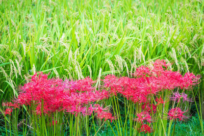 seedito kanakambaram-firecracker-crossandra Seed(50 per packet)