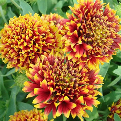 VibeX GBPUT-44 - GAILLARDIA Double Flower Mixed - (540 Seeds) Seed(540 per packet)