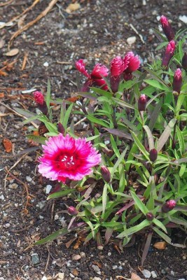 ACCELCROP Dianthus F1 Mix Garden Dwarf Flower Seed(110 per packet)