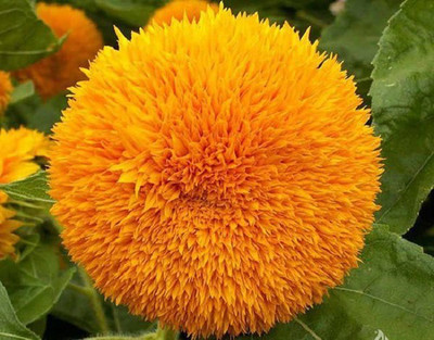 Biosnyg Sunflower [100 Seeds] Seed(100 per packet)
