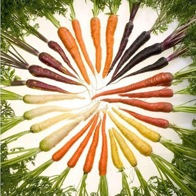 CYBEXIS Hardy Rainbow Carrot Seed2000 Seeds Seed(2000 per packet)
