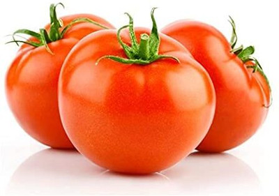 WILLVINE F1 HYBRID TOMATO MAHALAXMI [25g, 7500 Seeds] Seed(7500 per packet)